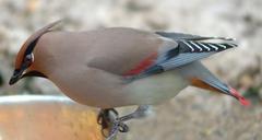 Japanese Waxwing Japanese Waxwing